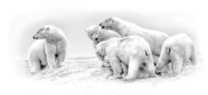 Polar Bears