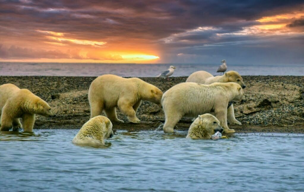 Polar Bearrs