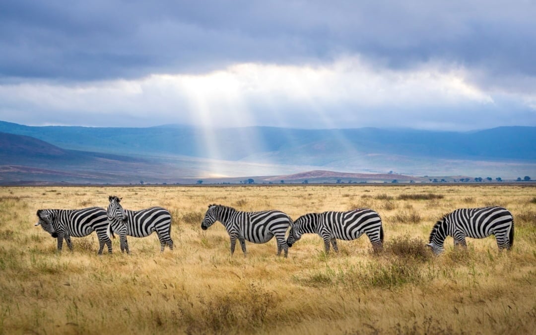 Discover the Magic of East Africa: Top Christmas Destinations