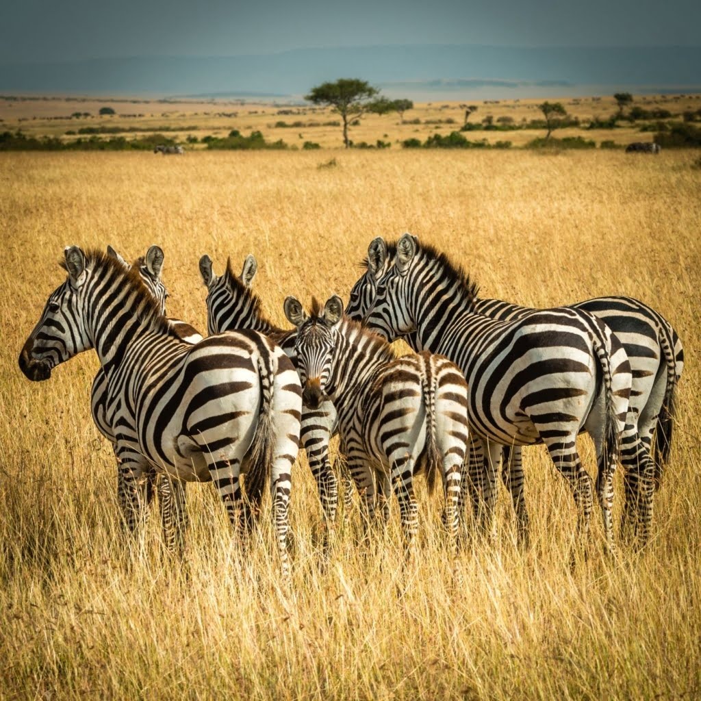 maasai mara