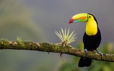 Things to do in Costa Rica