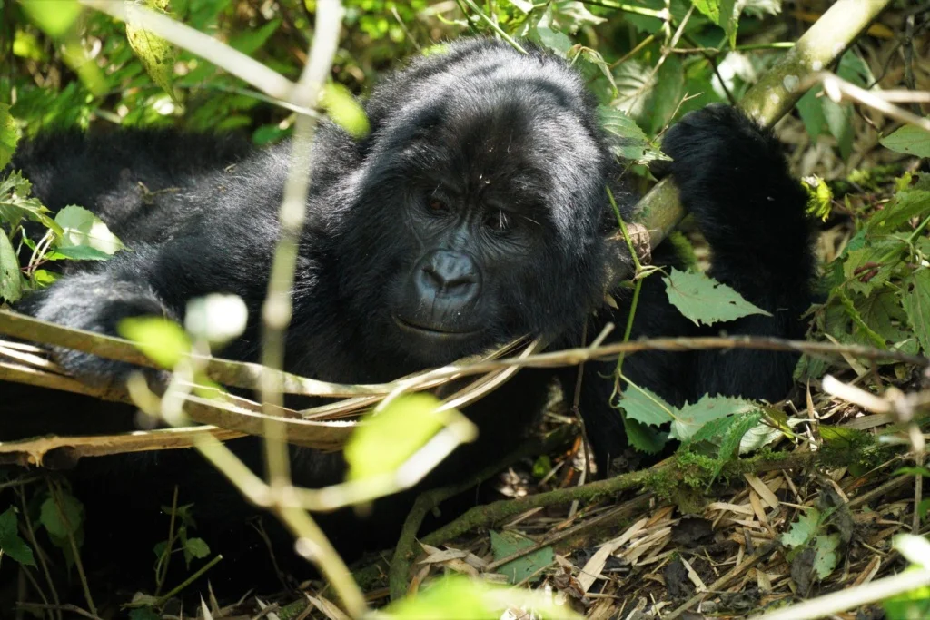 The Pearl of Africa. Exploring Uganda