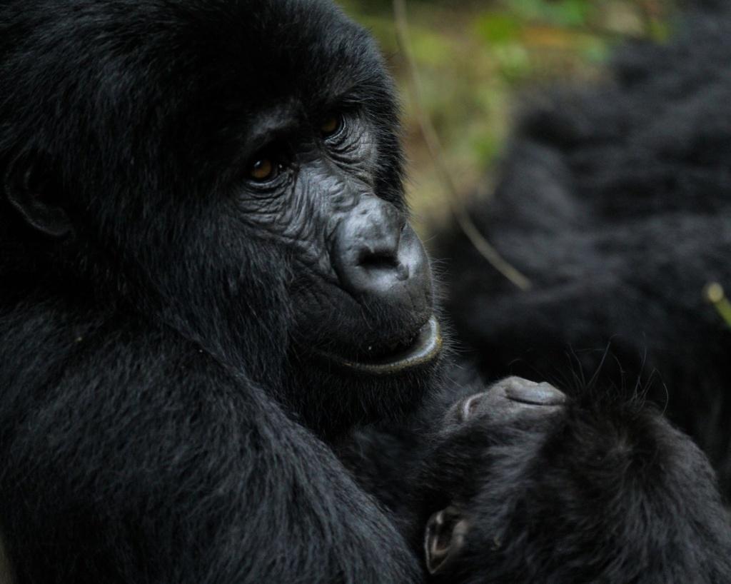 a gorilla mother