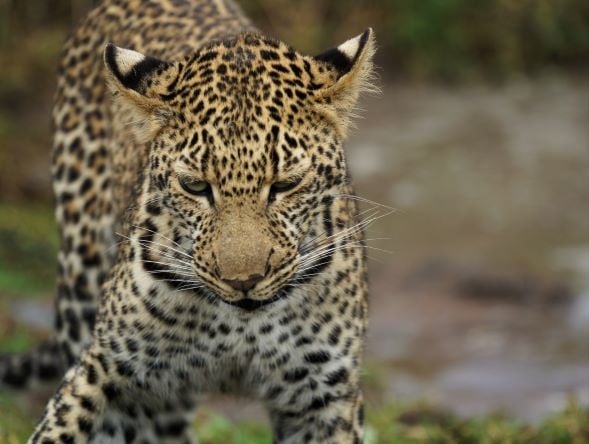 Roaming with the Wild: Top Global Hotspots for Animal Sightings