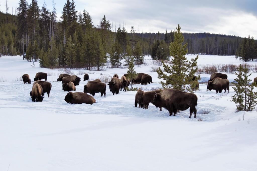 Yellowstone