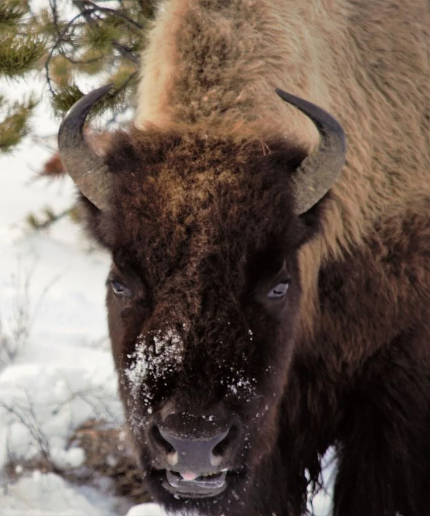 bison