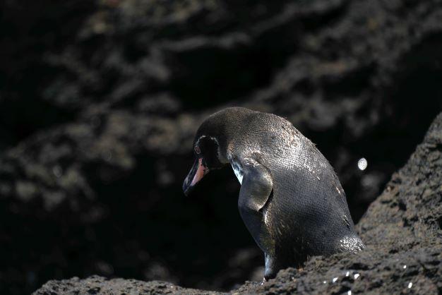 Unveiling the Mysteries of the Galapagos: A Must-Visit Destination