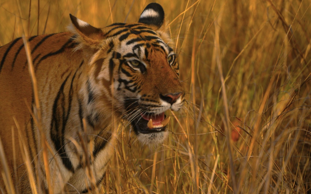 Bandhavgarh and Kanha National Parks – A Majestic Wildlife Adventure