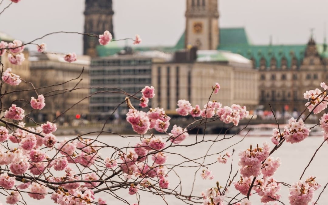 Where you can see Cherry Blossoms in Europe
