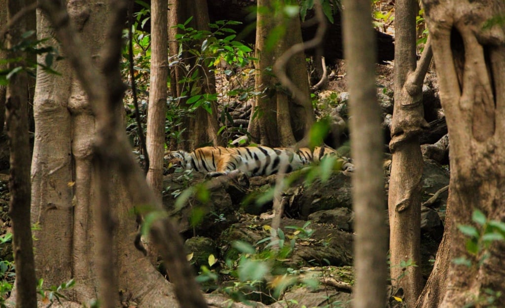 Best Tiger Safari's in India