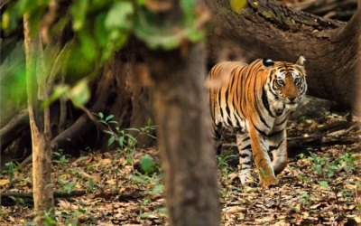 Unveiling India’s Untamed Beauty: Unforgettable Tiger Safaris You Must Experience!