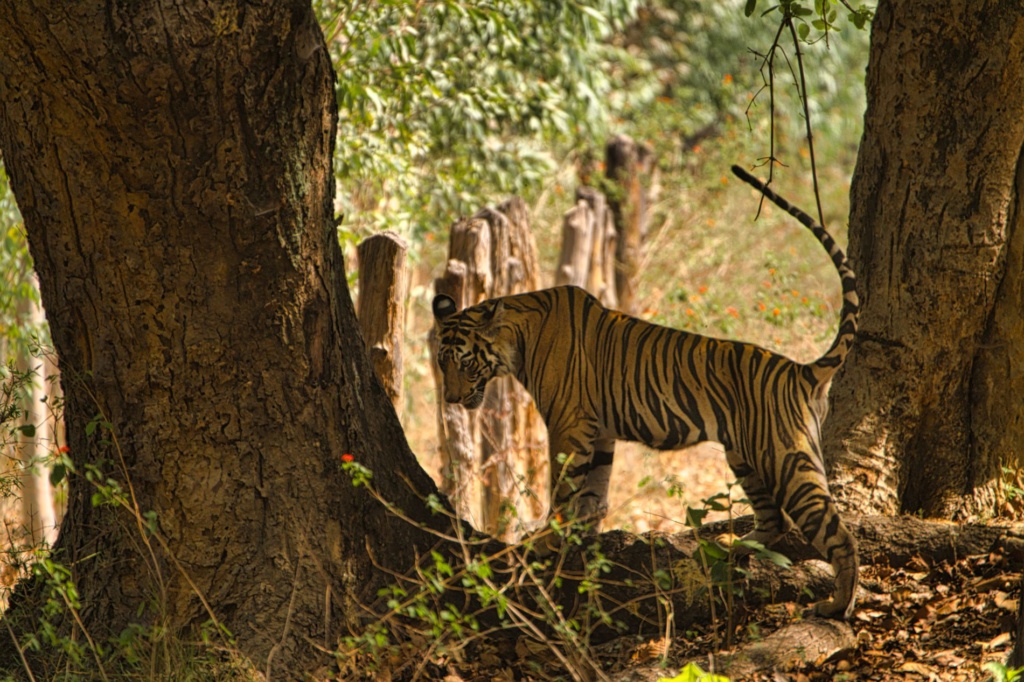 Best Tiger Safari's in India