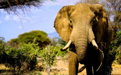 Tsavo: A true “Out of Africa” Adventure