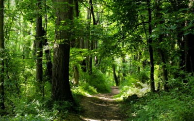 Outdoor Escapes: The Best Hiking Trails in the World