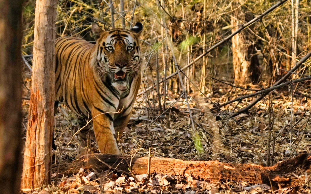 Unveiling India's Untamed Beauty: Unforgettable Tiger Safaris You Must ...