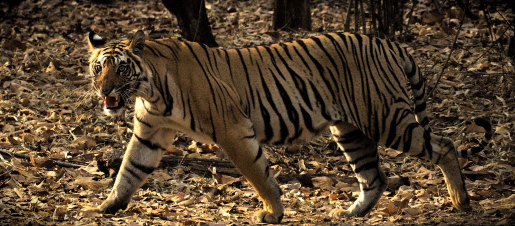 Bandhavgarh and Kanha National Parks A Majestic Wildlife Adventure: