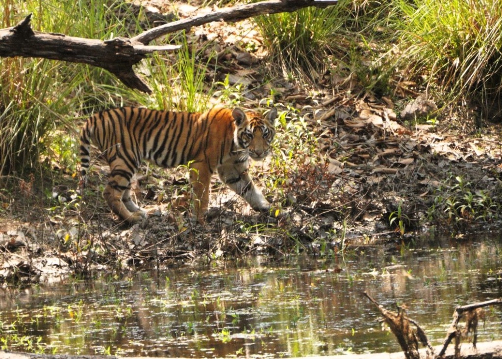 A Majestic Wildlife Adventure: Bandhavgarh and Kanha National Parks