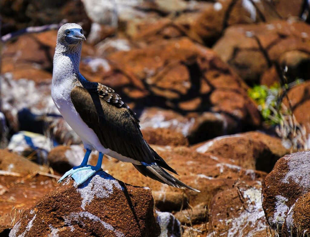 Unveiling the Mysteries of the Galapagos: A Must-Visit Destination