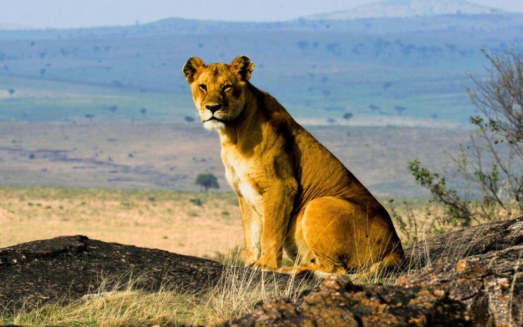 Our Top Wildlife Destinations