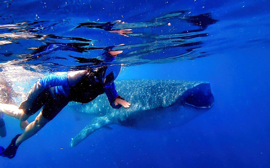 The Ultimate Adventure: Swimming with Whale Sharks in Isla Mujeres