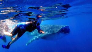 Kati swimming with whale shark
