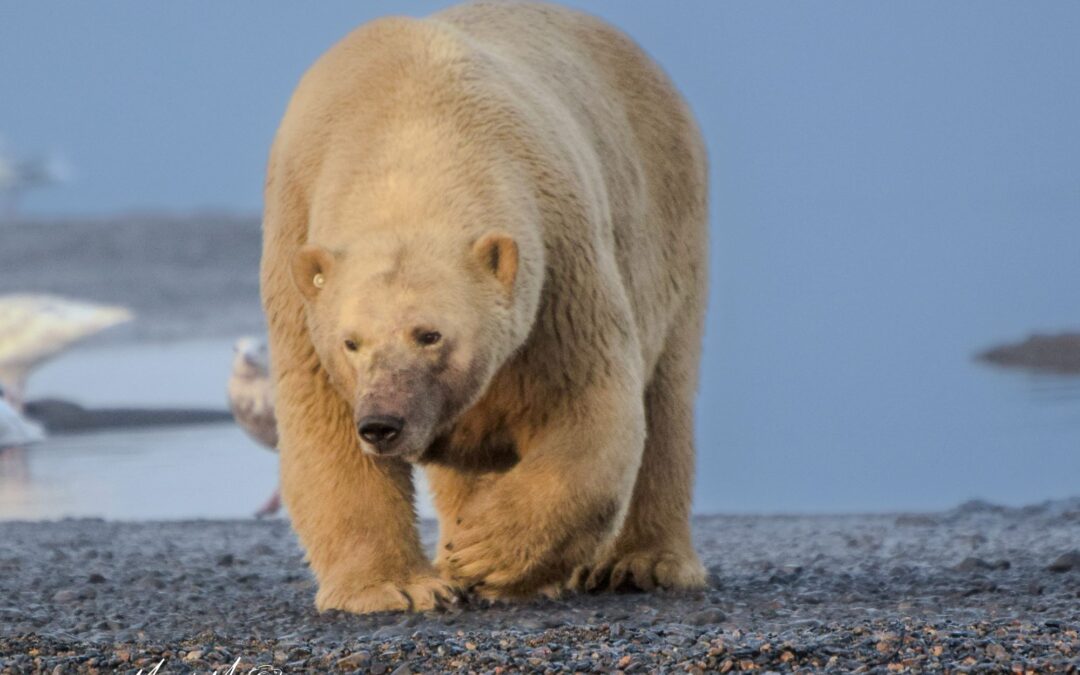 Preserving Nature’s Legacy: The Vital Role of Wildlife Conservation