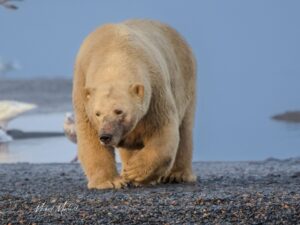 A Polar Bear patrolling the Arctic