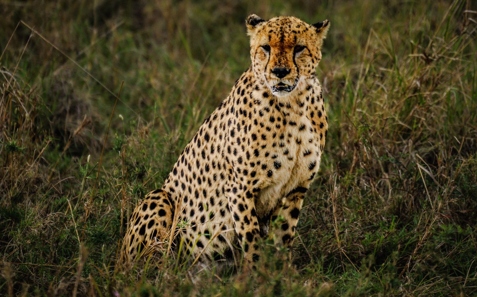 cheetah